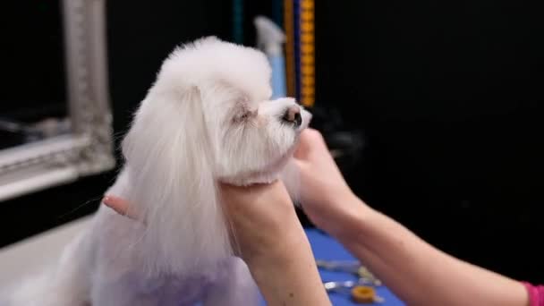 THE GROOMER COMBS THE DOGS HAIR WITH A COMB AND CUTS THE MALTESE LAPDOG WITH SCISSORS — Stock Video