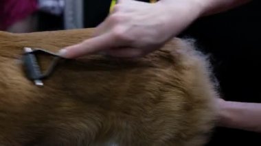 Cardigan Welsh Corgi 'yi evde fırçalayan bir kadın.