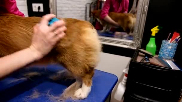 Toiletteur fille peignes verser laine cardigan gallois corgi à l'intérieur — Video