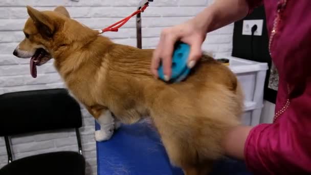 Une fille peigne le sous-poil d'un chien corgi avec une brosse spéciale — Video