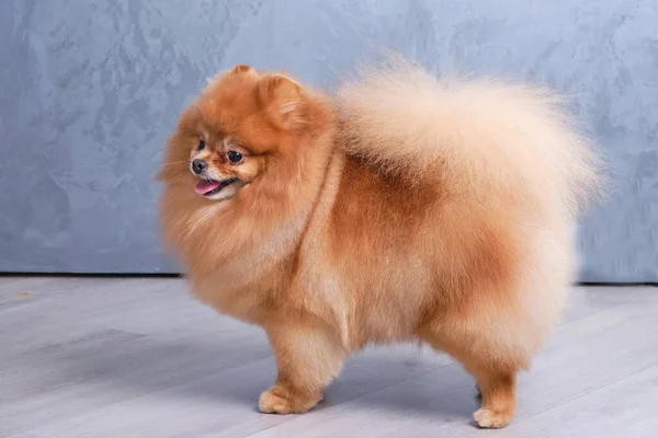 A Pomeranian dog on a gray background after grooming in an animal salon. Haircut by breed — Stock Photo, Image