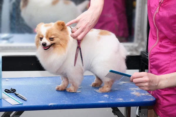 Hårklippning för en pommerska. Begreppet popularisering grooming frisyrer och hund vård. modell frisyr av hundhår — Stockfoto