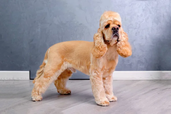 Cocker spaniel de pie sobre un fondo gris después del aseo. el concepto de pet care.animals —  Fotos de Stock