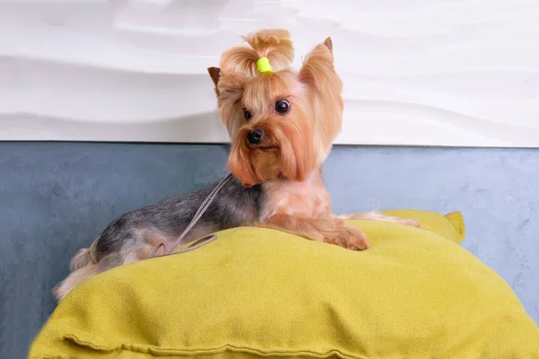 Un Yorkshire Terrier con un hermoso corte de pelo se encuentra en una almohada. — Foto de Stock