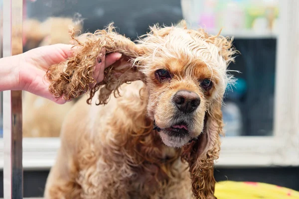 Bir kadının eli, tımar işlemleri yapılmadan önce Amerikan Cocker Spaniel 'inin kulağından bir köpeği tutar.