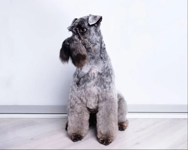 Gri zeminde beyaz arka planda Kerry Blue terrier.
