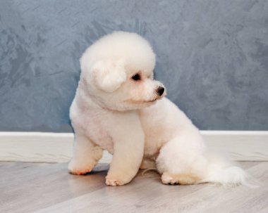 Gri arka planda oturan bichon frise yavru köpeği.