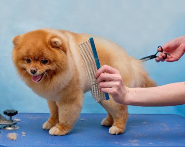 Pomeranian 'ın icabına bakar. Bir Pomeranya 'lıyı tarayan profesyonel bir tımarcının yakın çekimi.