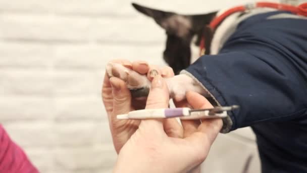 Boston Terrier unhas de cão clipping em um salão de beleza animal — Vídeo de Stock