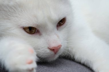 Yerde yatan güzel beyaz bir kediye yakından bakın.