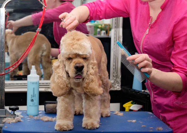 Cocker Spaniel, kuaförde köpek tımarlıyor.