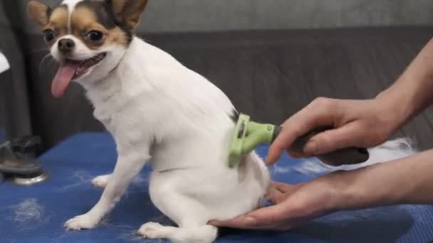 Chihuahua κοπή στο σαλόνι κατοικίδιων ζώων με ένα ειδικό πινέλο για σκύλους — Αρχείο Βίντεο