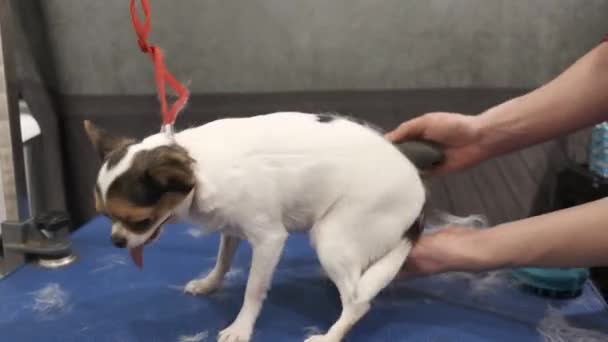 Expresse afwerpen van een chihuahua in een dierensalon met behulp van een speciaal gereedschap — Stockvideo