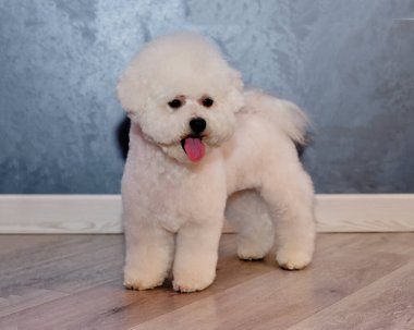 Bischon friz yavrusu dört ayak üstünde duruyor, dilini dışarı çıkararak ileri bakıyor.