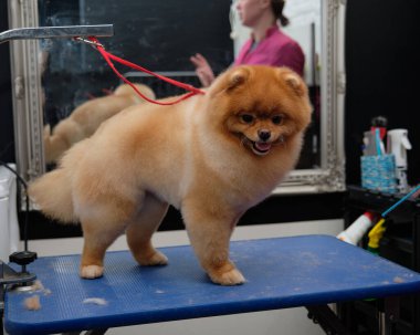 Pomeranian köpeğinin aslan tımar etme tasarımı evcil hayvan salonunun masasında duruyor.
