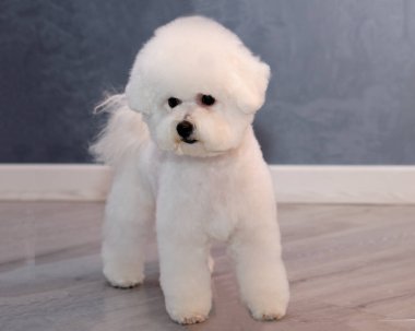 Bir hayvan salonunda tımarlandıktan sonra bichon frise.