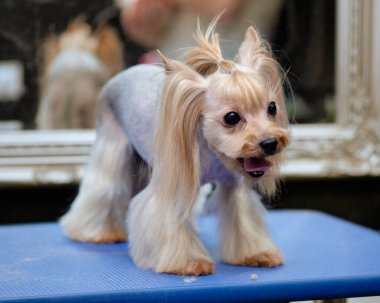 Asya kesimi olan bir Yorkshire teriyeri aynanın önünde aynanın önünde dikiliyor.