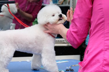 Beyaz köpek bisküvisi, kuaförde saç kesimi.
