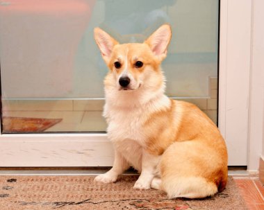 Bir Pembroke Galli Corgi cam kapının yanında bir paspasın üzerinde oturuyor.