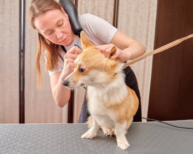 Boynunda saç kurutma makinesi olan bir kadın kuaför, köpeklerin tüylerini tarayarak bir corgi köpeğinin tüylerini kurutur.