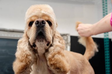 American Cocker Spaniel close-up in an animal salon
