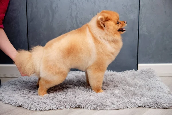 Pomeranian dog stands on a gray carpet after a haircut, a womans hand supports the dog — Zdjęcie stockowe