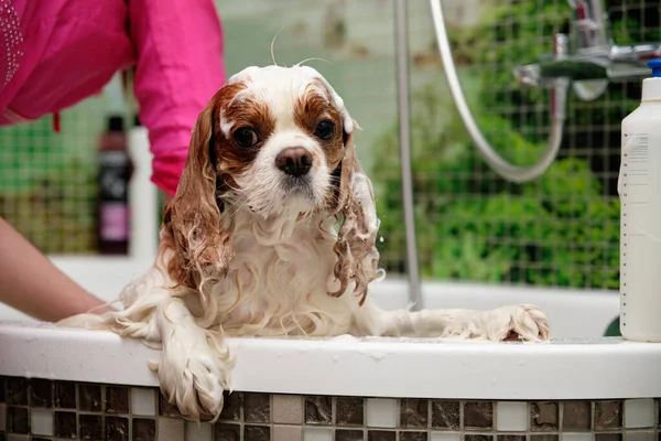 Şövalye Kral Charles Spaniel. Vücudunda ve kafasında köpük var. Banyoda. Kız köpekleri yıkıyor..