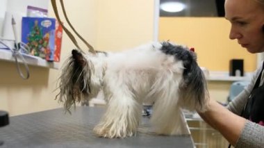 Tımarcı, bir Kunduz York Terrier köpeğinin saçını saç kurutma makinesi ve fırçayla kurutuyor.