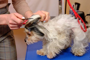 Kunduz Yorkshire Teriyeri tımar masasında. Hayvanların efendisi bir köpek için kuyruk yapar..