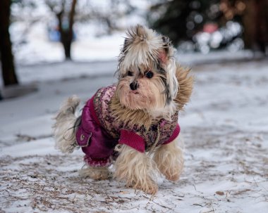 Kunduz Yorkshire Teriyeri kışın köpek kıyafetleriyle karda.