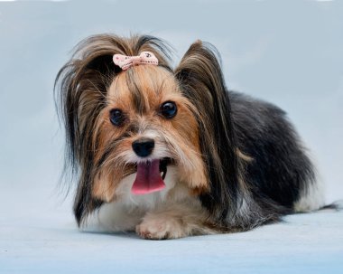 Kunduz Yorkshire Teriyeri mavi arka planda yatıyor