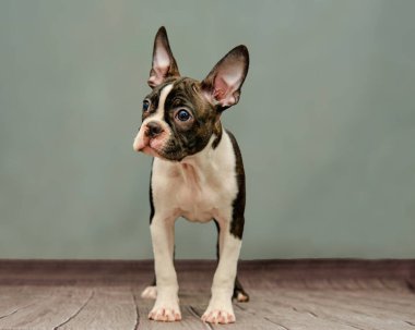 black and white Boston Terrier, on a green background clipart