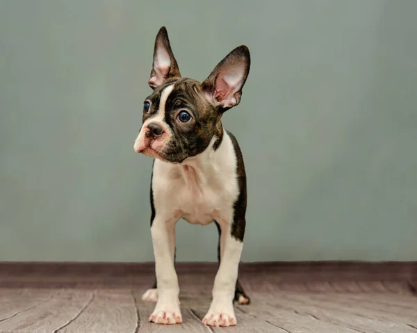 Black and white Boston Terrier, on a green background — Stock Photo, Image