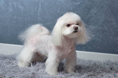 Bir Malta köpeği, bir bakıcı tarafından yetiştirildikten sonra gri bir paspasın üzerine oturur.