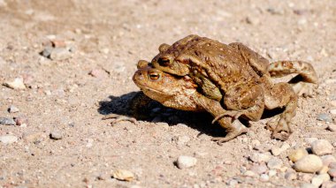 Bir kurbağa başka bir kurbağanın sırtına oturdu..
