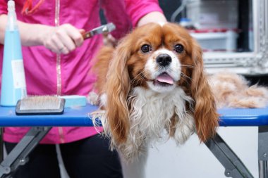 Kadın tımarcı safkan bir Cavalier King Charles spaniel stüdyosunu hayvanlar için fırçaladı..