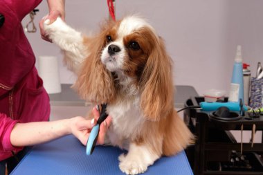 Şövalye Kral Charles Spaniel köpek güzellik salonunun bakım masasında. Dişi bir tımarcı köpek kürkünü kaşır.