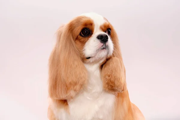 Beyaz arka planda izole edilmiş kameraya bakan Şövalye Kral Charles Spaniel 'in portresi.