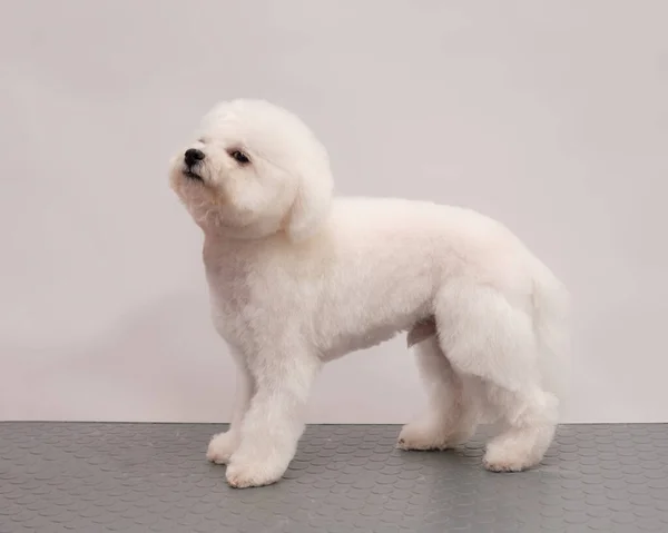 Bichon frise sur un fond clair après une coupe de cheveux dans un salon de beauté — Photo