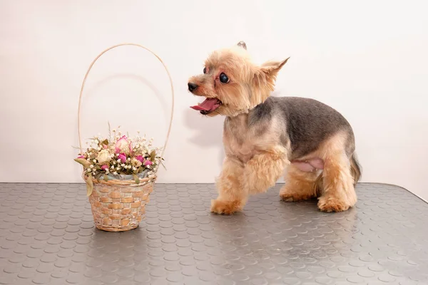 Pies Yorkshire Terrier obok kosza kwiatów na stole uwodzenia — Zdjęcie stockowe