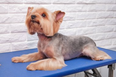 Yorkshire Teriyeri 'nin kuafördeki hayvanlar için masasında güzel bir saç kesimi var..