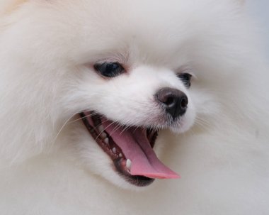 Pomeranian tükürük beyazı kafası kapanıyor ve dili dışarı çıkıyor..