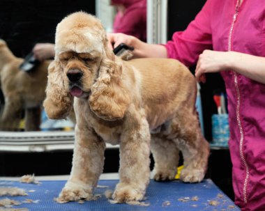 Amerikalı bir Cocker Spaniel kuaförde bir masanın üzerinde duruyor ve bir bakıcı tarafından bakılıyor..