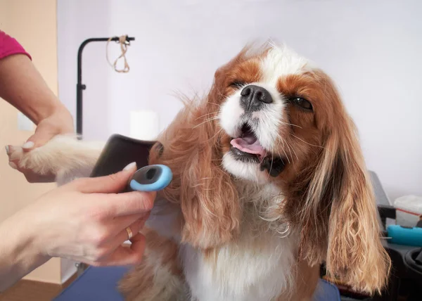 Bir kuaför kız, bir hayvan bakım salonunda Kral Charles Spaniel 'in paltosunu tarıyor..