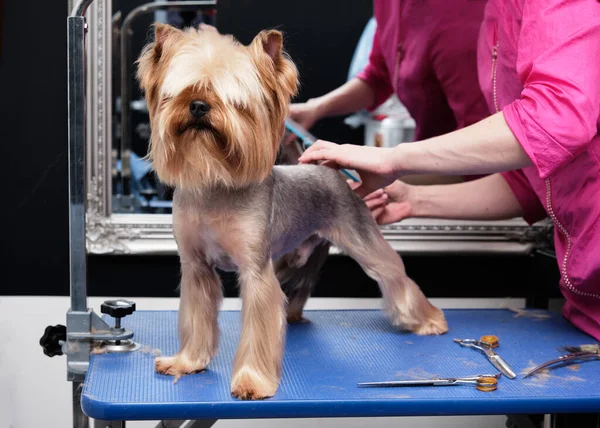 Yorkshire Terrier Obtient Une Coupe Cheveux Toiletteur — Photo