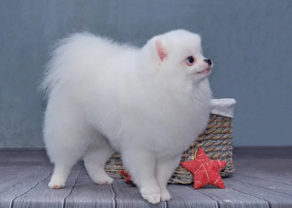 Pommerscher Hund Zeigt Einen Schönen Haarschnitt Auf Grauem Hintergrund — Stockfoto