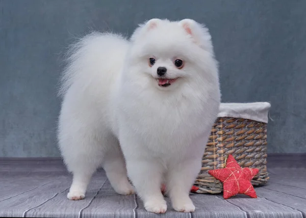 Cane Bianco Pomerania Rack Con Una Bella Nuova Acconciatura Secondo — Foto Stock