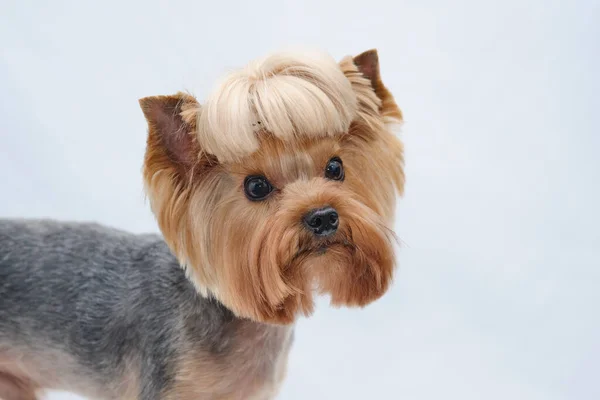 Zbliżenie Yorkshire Terrier Białym Tle Widok Boku — Zdjęcie stockowe