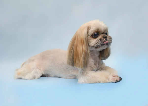 Shih Tzu Efter Frisyr Salongen Ligger Blå Bakgrund — Stockfoto