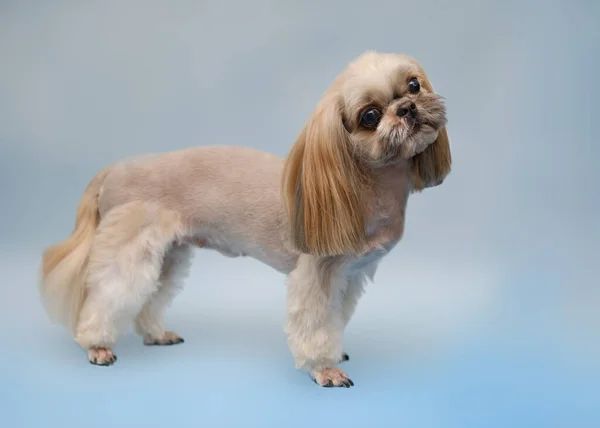 Shih Tzu Hund Nach Haarschnitt Auf Blauem Hintergrund — Stockfoto